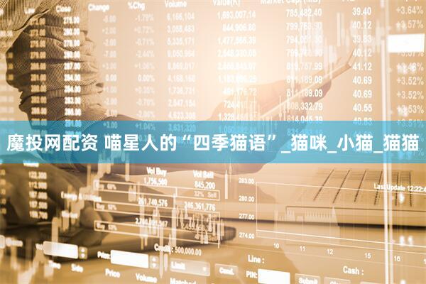 魔投网配资 喵星人的“四季猫语”_猫咪_小猫_猫猫